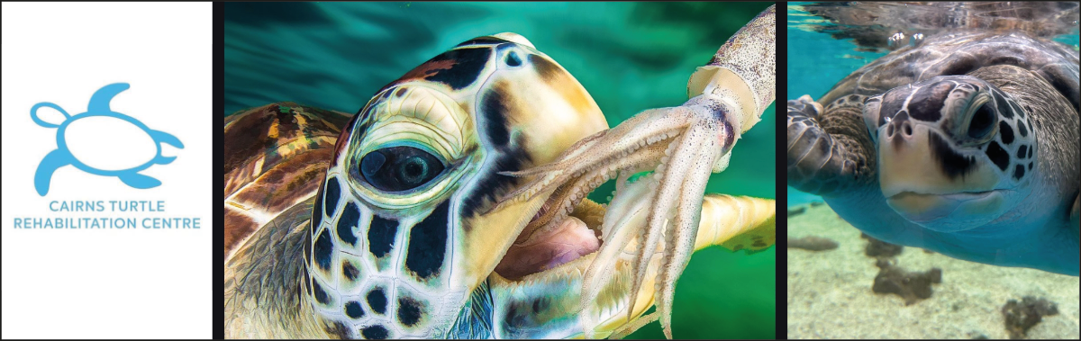 Cairns Turtle Rehabilitation Centre