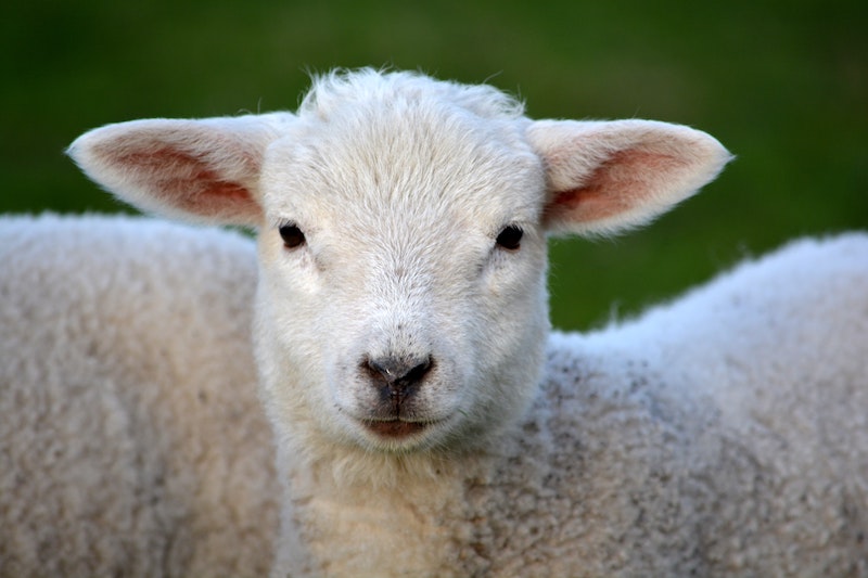 Industrial and Provident Society in New Zealand- Sheep