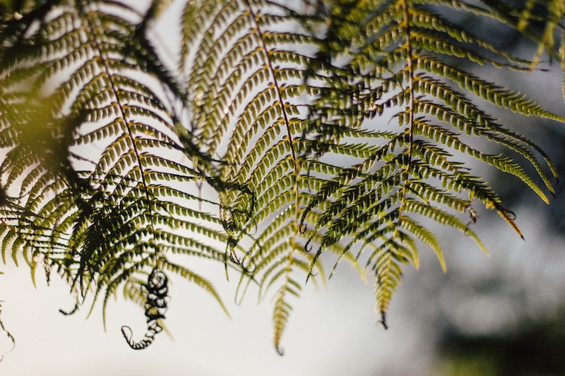 New Zealand Fern